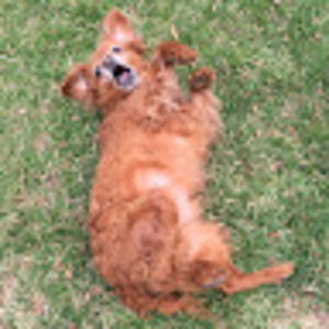 Meet your Posher, Olive